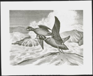 Sale 1258, Lot 3020, Duck Stamp Prints from Winning Artists, 1934-2021